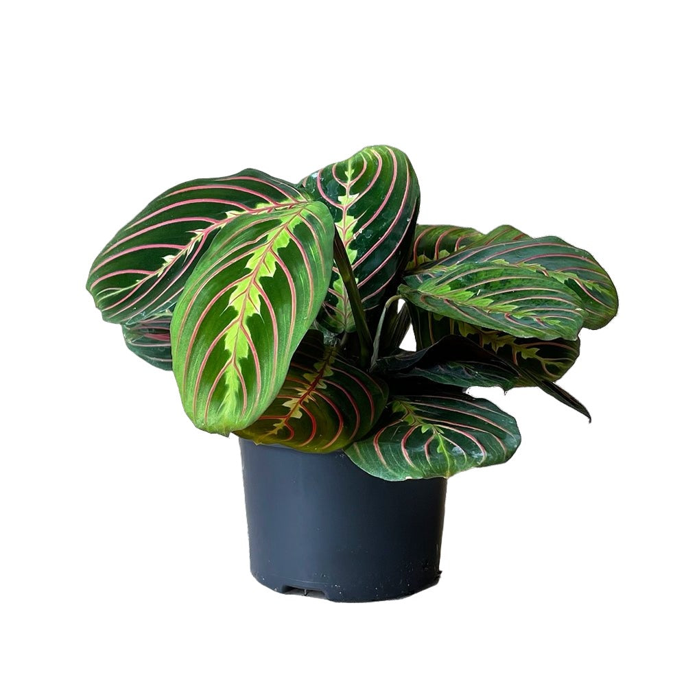 Prayer Plant Red 5 Inch Pot - Chive Plant Studio - Plants - Chive Studio 2024