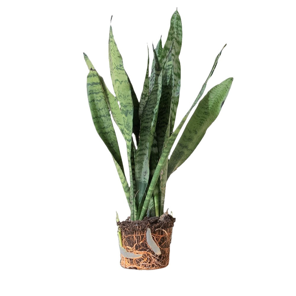 Snake Plant Black Coral 5 Inch Pot - Chive Plant Studio - Plants - Chive Studio 2024