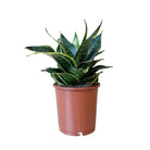 Snake Plant Laurentii 5 Inch Pot - Chive Plant Studio - Plants - Chive Studio 2024