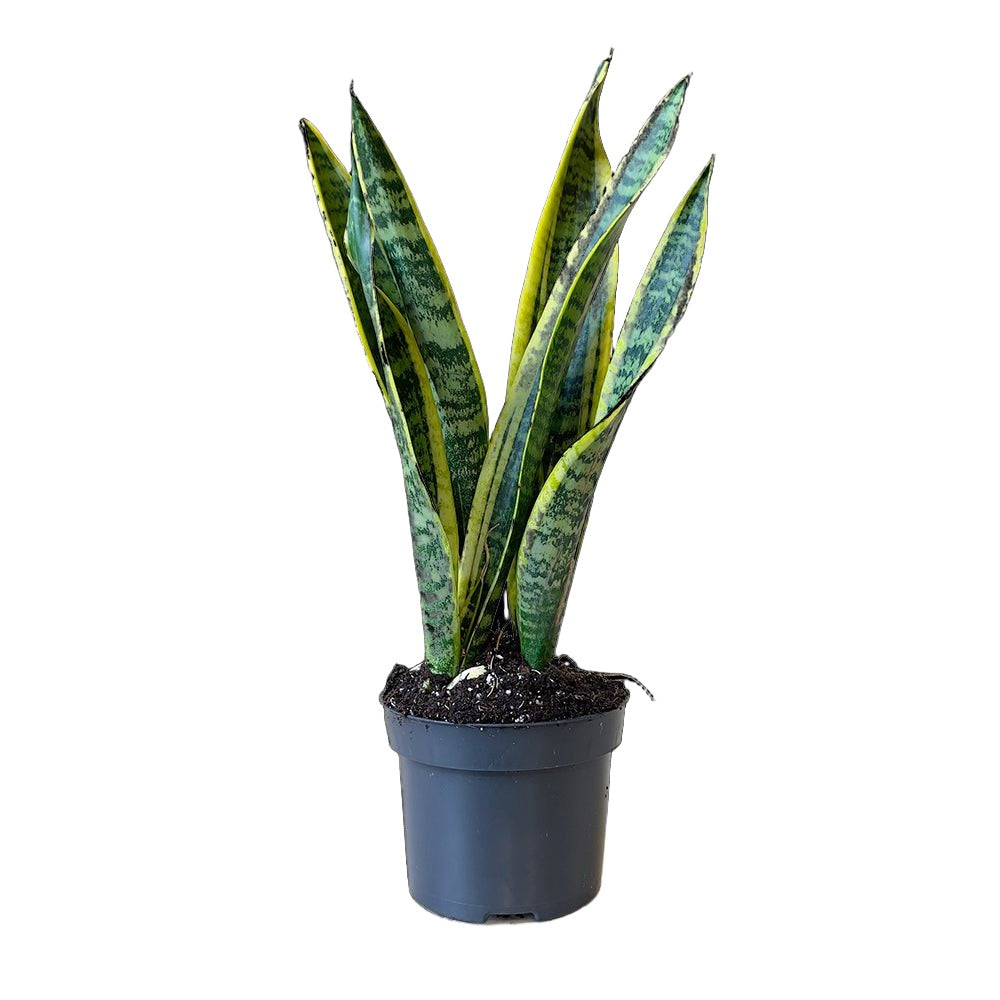 Snake Plant Laurentii 5 Inch Pot - Chive Plant Studio - Plants - Chive Studio 2024