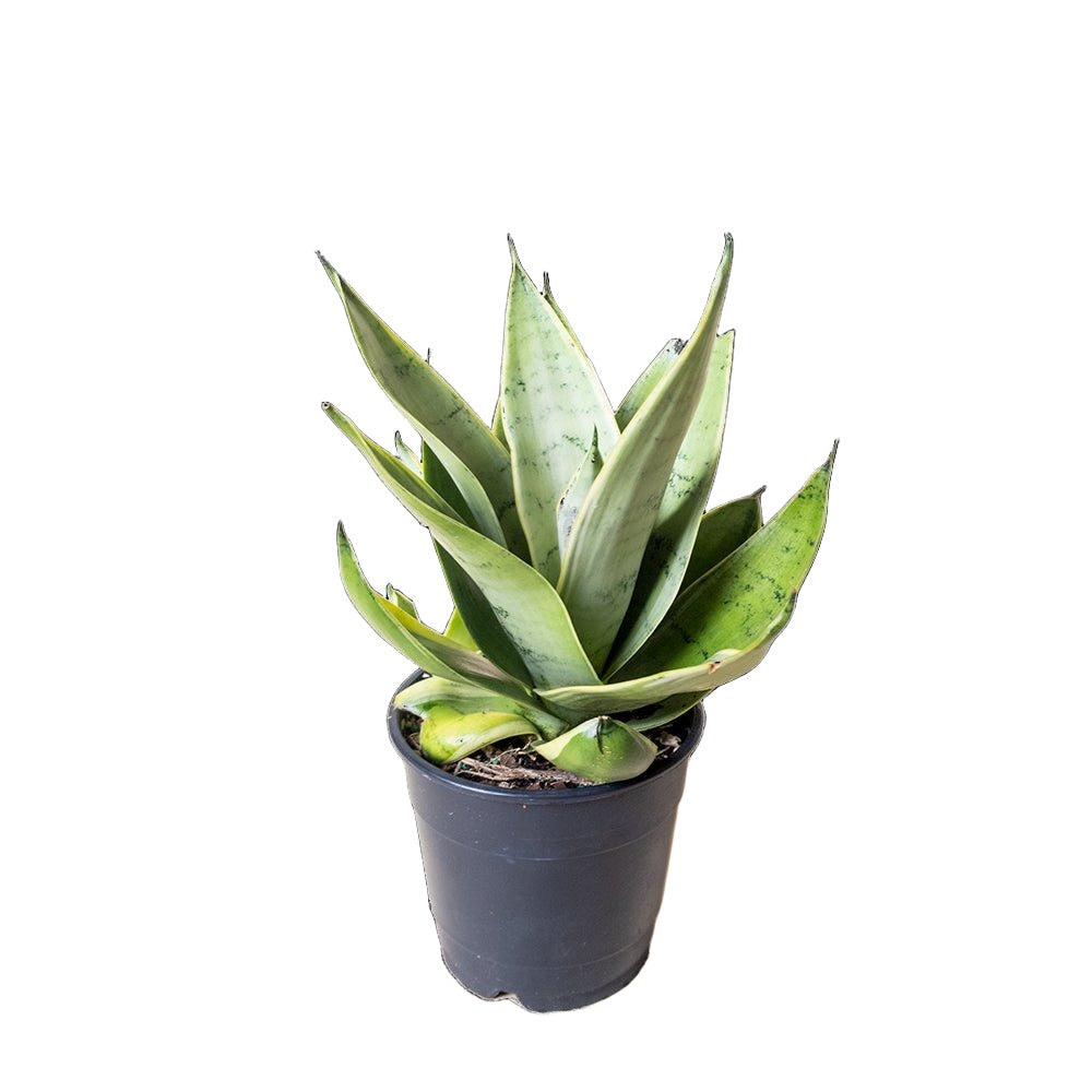 Snake Plant Night Owl 5 Inch Pot - Chive Plant Studio - Plants - Chive Studio 2024