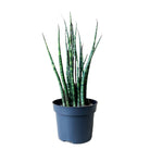 Snake Plant Fernwood 5 Inch Pot - Chive Plant Studio - Plants - Chive Studio 2024