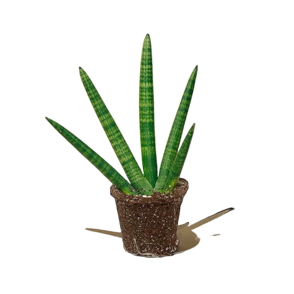 Snake Plant Starfish 5 Inch Pot - Chive Plant Studio - Plants - Chive Studio 2024