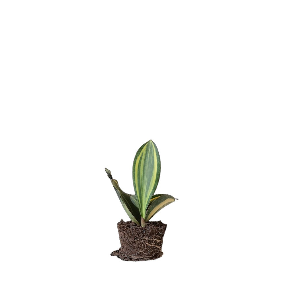 Snake Plant Whale Fin 5 Inch Pot - Chive Plant Studio - Plants - Chive Studio 2024