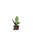 Snake Plant Whale Fin 5 Inch Pot - Chive Plant Studio - Plants - Chive Studio 2024