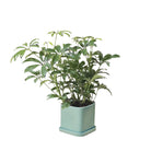 Schefflera Arboricola 5 Inch Pot - Chive Plant Studio - Plants - Chive Studio 2024