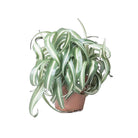 Spider Plant Bonnie 5 Inch Pot - Chive Plant Studio - Plants - Chive Studio 2024