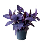 Tradescantia Purple Passion 5 Inch Pot - Chive Plant Studio - Plants - Chive Studio 2024