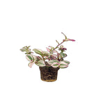 Tradescantia Nanouk 5 Inch Pot - Chive Plant Studio - Plants - Chive Studio 2024