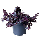 Tradescantia Purpusii 5 Inch Pot - Chive Plant Studio - Plants - Chive Studio 2024