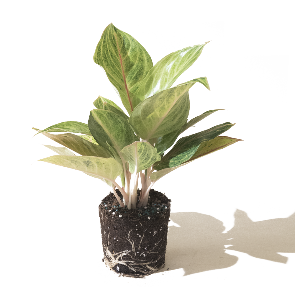 Potted air-purifying Aglaonema Red Valentine plant with variegated green and cream leaves, shown with its roots and soil intact, isolated on a white background with soft shadows by Chive Studio 2024.