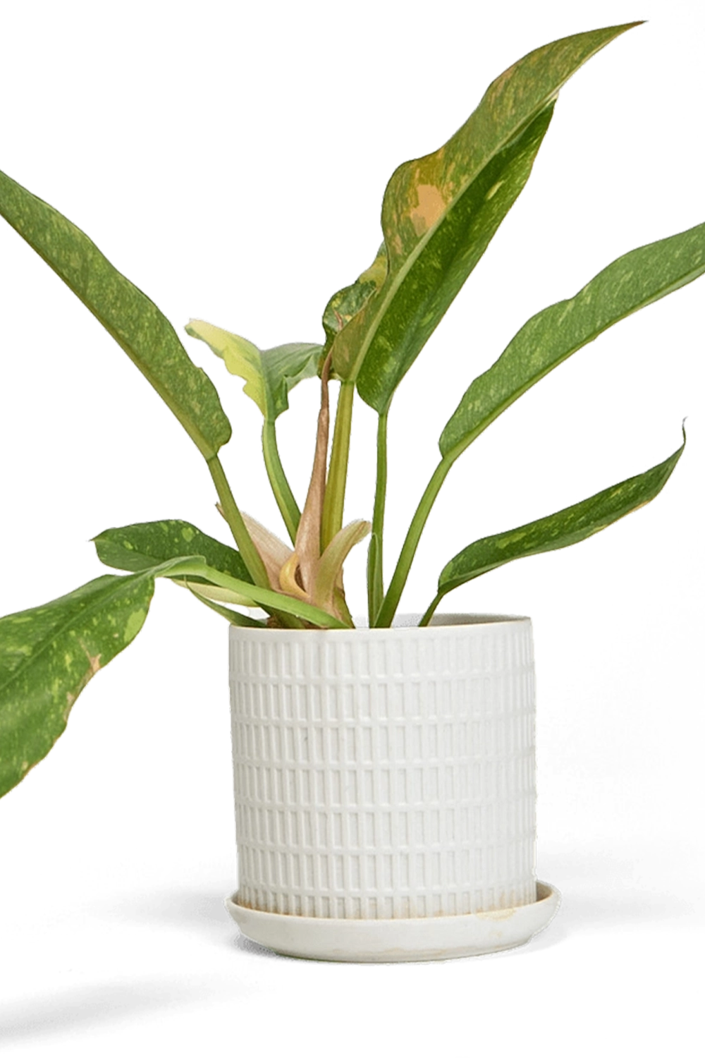 White Large Porcelain Indoor Pot With Drainage Hole And Saucer - Virago - handmade by Chive Studio Toronto