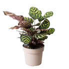 Calathea Exotica 6.5 Inch Pot - Chive Plant Studio - Plants - Chive Studio 2024