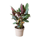 Calathea Makoyana 6.5 Inch Pot - Chive Plant Studio - Plants - Chive Studio 2024