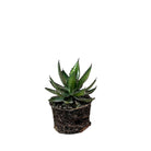 Agave Univittata 6 Inch Pot - Chive Plant Studio - Plants - Chive Studio 2024