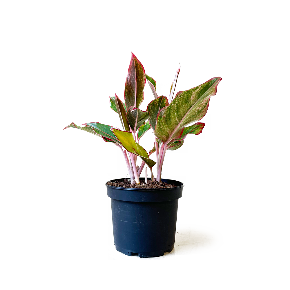 A colorful, air-purifying Aglaonema Red Siam plant with vibrant pink and green leaves in a black Chive Studio 2024 pot, set against a soft white background.