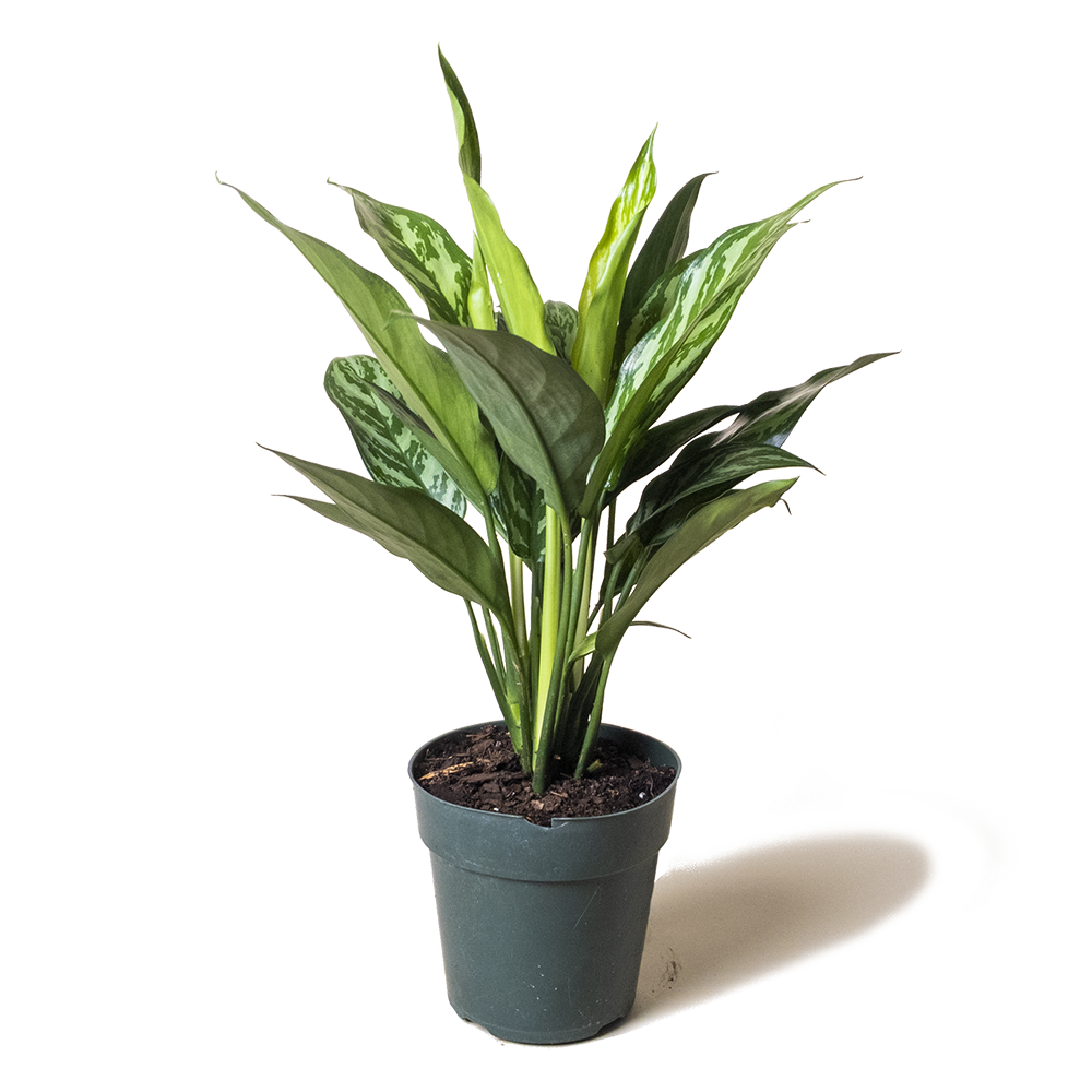 A potted Aglaonema Tigress 6 Inch Pot plant with glossy green leaves featuring light green stripes, positioned against a subtle striped background by Chive Studio 2024.