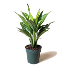 A potted Aglaonema Tigress 6 Inch Pot plant with glossy green leaves featuring light green stripes, positioned against a subtle striped background by Chive Studio 2024.
