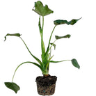 Alocasia Cucullata 6 Inch Pot - Chive Plant Studio - Plants - Chive Studio 2024