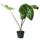 A Alocasia Hilo Beauty 6 Inch Pot, featuring large, variegated leaves with green and cream patterns, ideal for indoor gardening, displayed in a small gray pot against a black background by Chive Studio 2024.