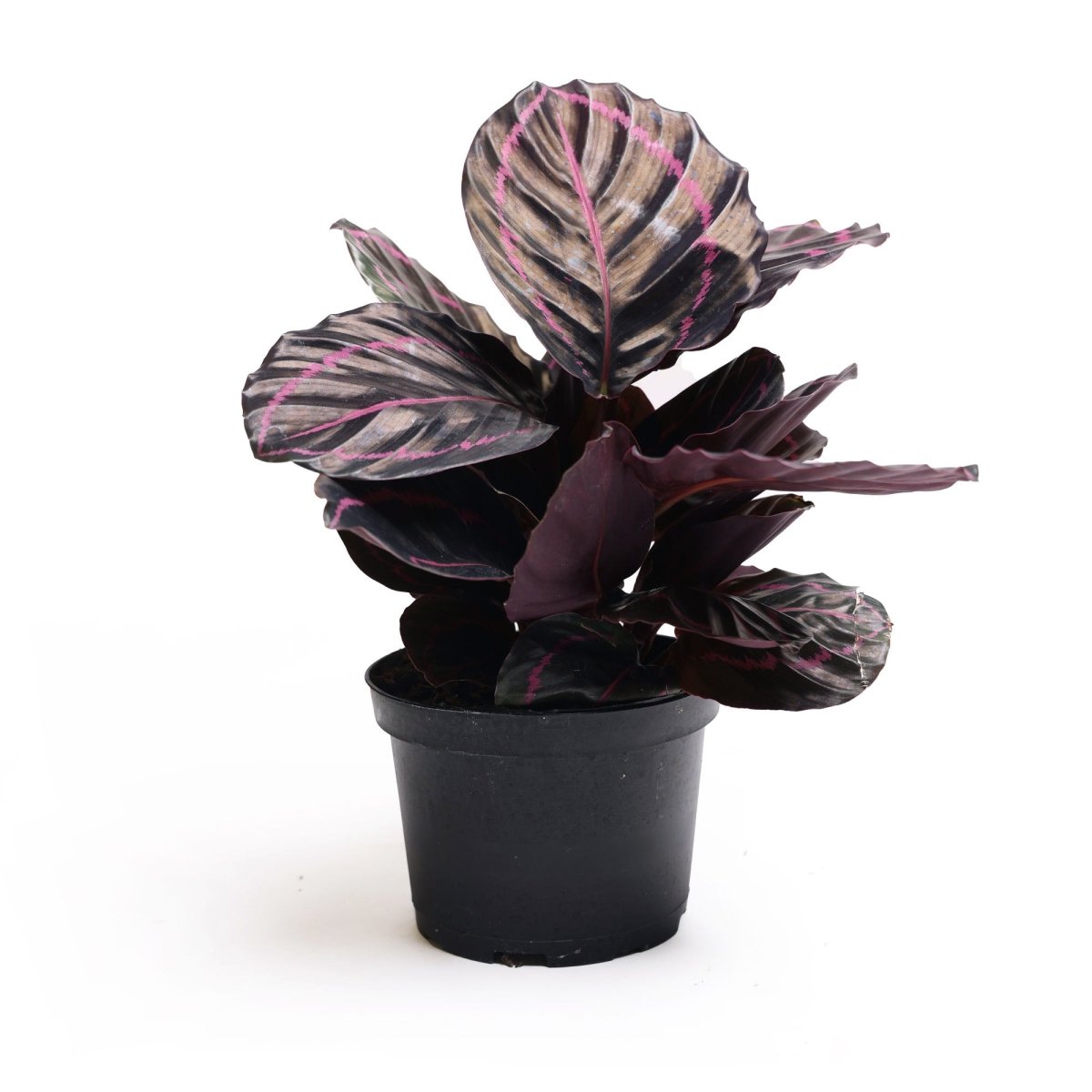 Calathea Dottie 6 Inch Pot - Chive Plant Studio - Plants - Chive Studio 2024