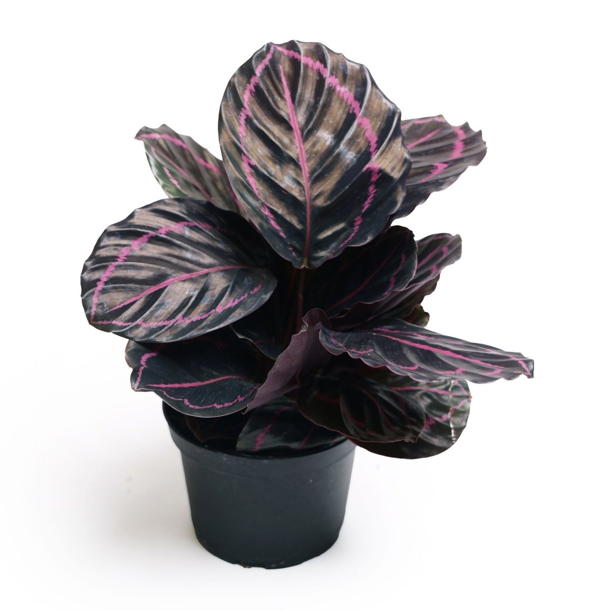 Calathea Dottie 6 Inch Pot - Chive Plant Studio - Plants - Chive Studio 2024