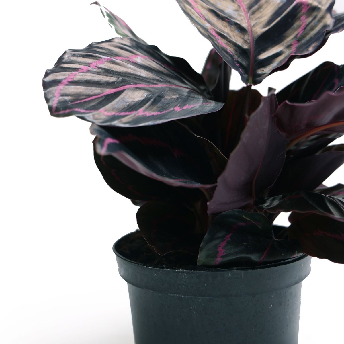 Calathea Dottie 6 Inch Pot - Chive Plant Studio - Plants - Chive Studio 2024