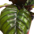 Calathea Fasiata 6 Inches - Chive Plant Studio - Plants - Chive Studio Canada