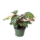 Calathea Makoyana 6 Inch Pot - Chive Plant Studio - Plants - Chive Studio 2024