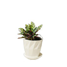 Calathea Lancifolia 6 Inch Pot - Chive Plant Studio - Plants - Chive Studio 2024