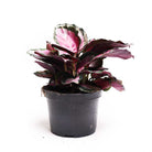 Calathea Rosie 6 Inches - Chive Plant Studio - Plants - Chive Plant Studio