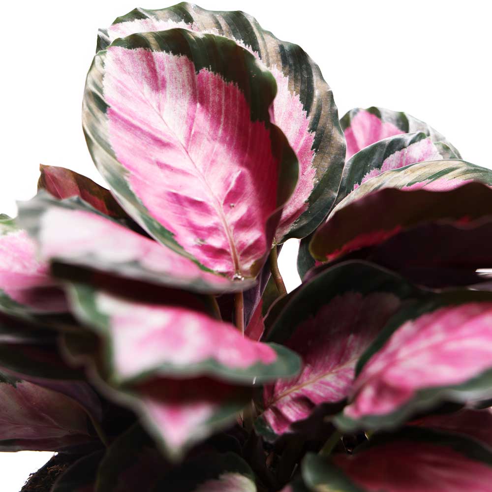 Calathea Rosie 6 Inches - Chive Plant Studio - Plants - Chive Plant Studio