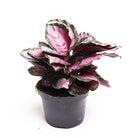 Calathea Rosie 6 Inches - Chive Plant Studio - Plants - Chive Plant Studio