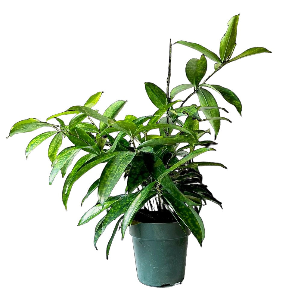 Dracaena Godseffiana 6 Inch Pot - Chive Plant Studio - Plants - Chive Studio 2024