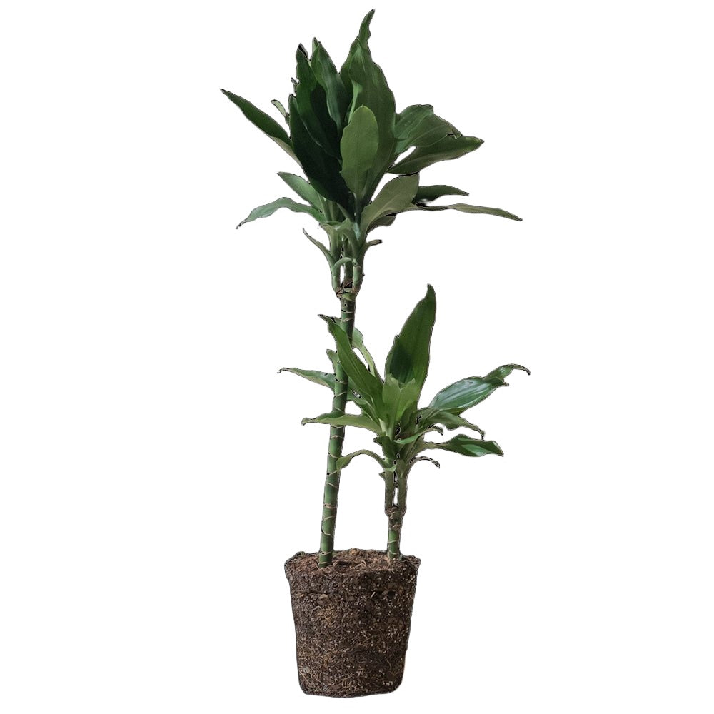 Dracaena Green Jewel Cane - 6 Inch pot - Chive Plant Studio - Plants - Chive Studio 2024