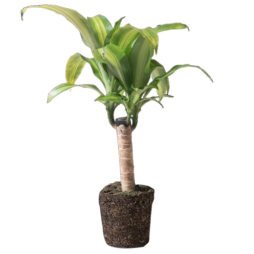 Dracaena Mass Cane 6 Inch Pot - Chive Plant Studio - Plants - Chive Studio 2024