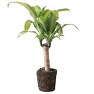 Dracaena Mass Cane 6 Inch Pot - Chive Plant Studio - Plants - Chive Studio 2024