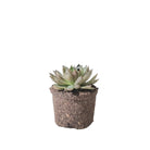 Echeveria 6 Inch Pot - Chive Plant Studio - Plants - Chive Studio 2024