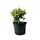 Elephant Bush Jade 6 Inch Pot - Chive Plant Studio - Plants - Chive Studio 2024