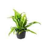 Elkhorn Fern 6 Inch Pot - Chive Plant Studio - Plants - Chive Studio 2024