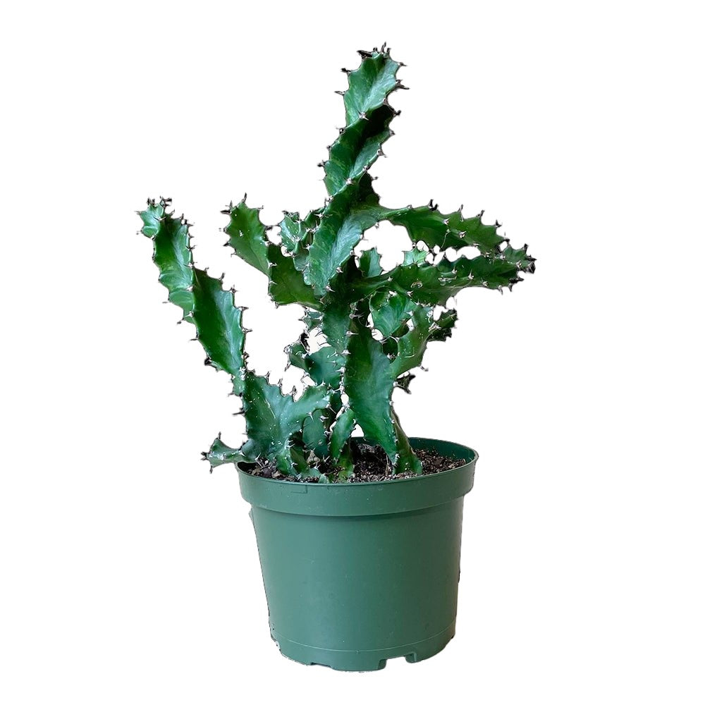 Euphorbia Cactus 6 Inch Pot - Chive Plant Studio - Plants - Chive Studio 2024