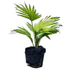 Fan Palm 6 Inch Pot - Chive Plant Studio - Plants - Chive Studio 2024