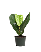 The Ficus Lyrata Standard 6 Inch - Potted features large, green, violin-shaped leaves in a gray plastic pot, ideal as an air-purifying indoor plant and presented on a white background.