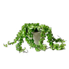 Hoya Hindu Rope 6 Inch Pot - Chive Plant Studio - Plants - Chive Studio 2024