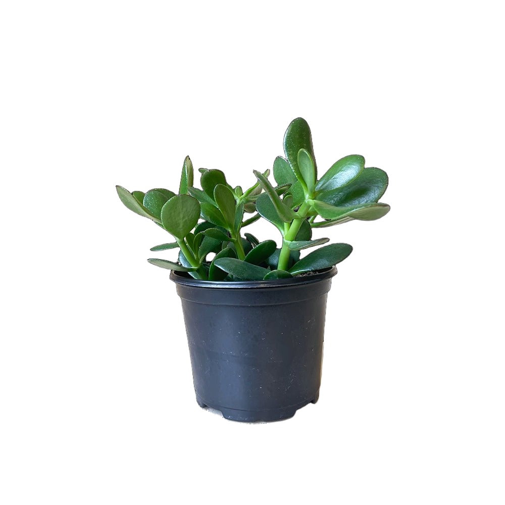 Jade Plant 6 Inch Pot - Chive Plant Studio - Plants - Chive Studio 2024