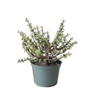 Jade Plant 6 Inch Pot - Chive Plant Studio - Plants - Chive Studio 2024