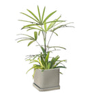 Lady Palm 6 Inch Pot - Chive Plant Studio - Plants - Chive Studio 2024