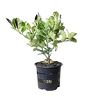 Meyer Lemon Tree 8 Inch Pot - Chive Plant Studio - Plants - Chive Studio 2024