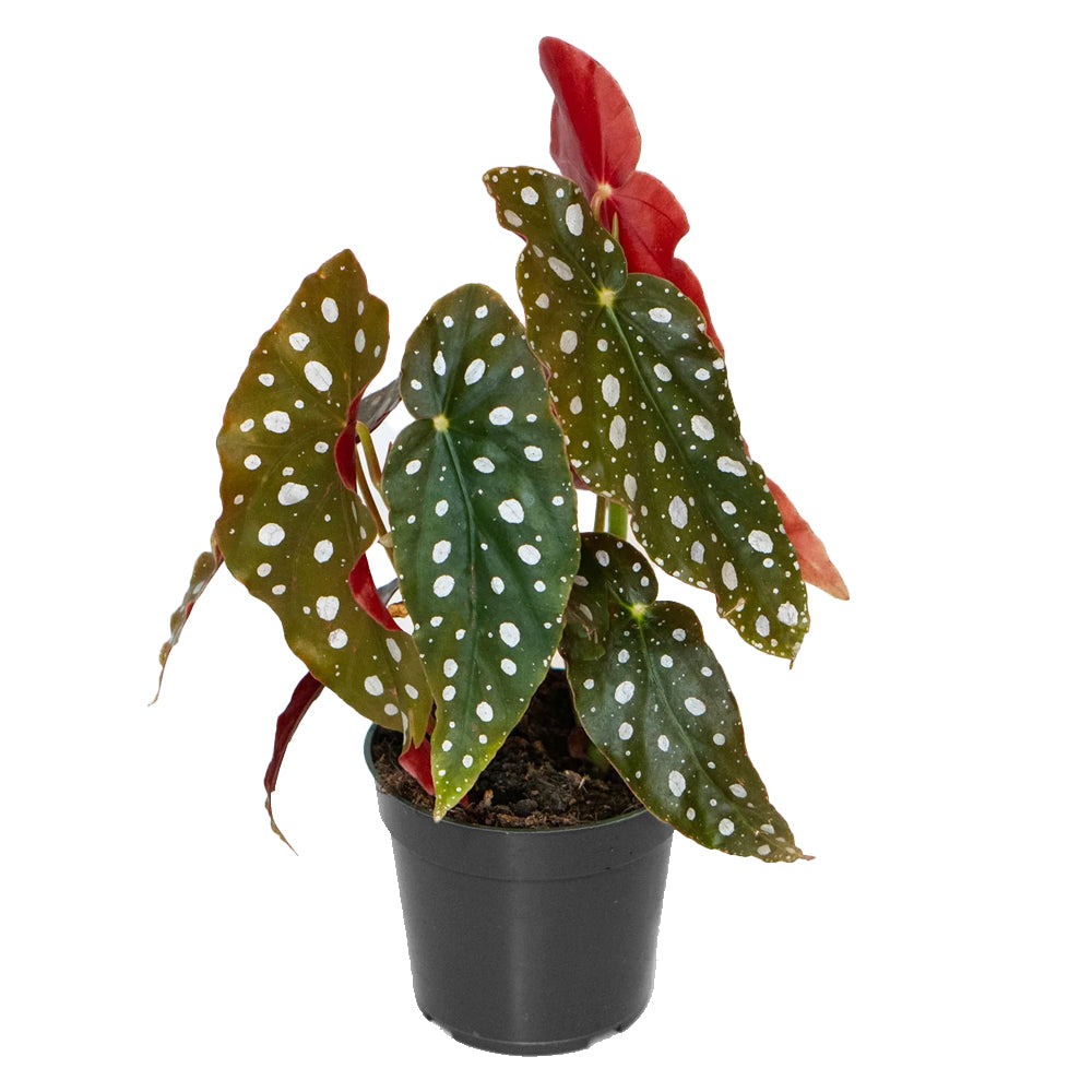 Begonia Maculata Plant