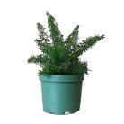 Foxtail Fern 6 Inch Pot - Chive Plant Studio - Plants - Chive Studio 2024